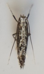 Parornix quadripunctella