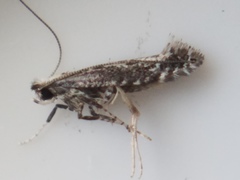 Parornix quadripunctella