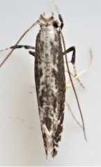 Parornix quadripunctella