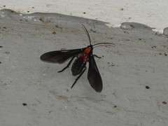Saurita vindonissa