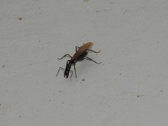 Camponotus mirabilis