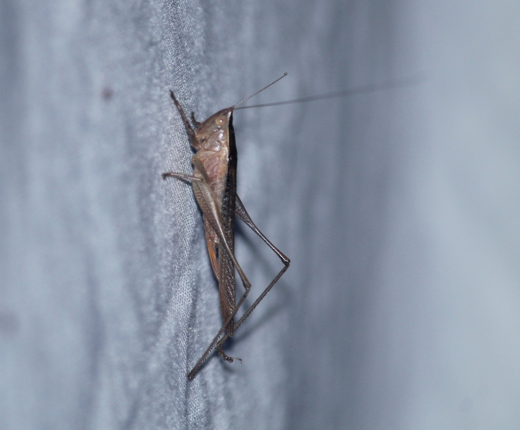 Koothadi Insect Spotted Meadow Katydid from Santhadi house NH-169 Butterfly Park Road ...