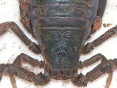 Parabuthus transvaalicus