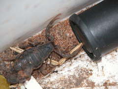 Parabuthus transvaalicus