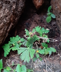 Actiniopteris radiata