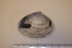 Mactra chinensis