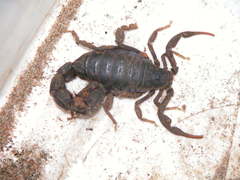 Parabuthus transvaalicus