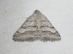 Digrammia pallorata