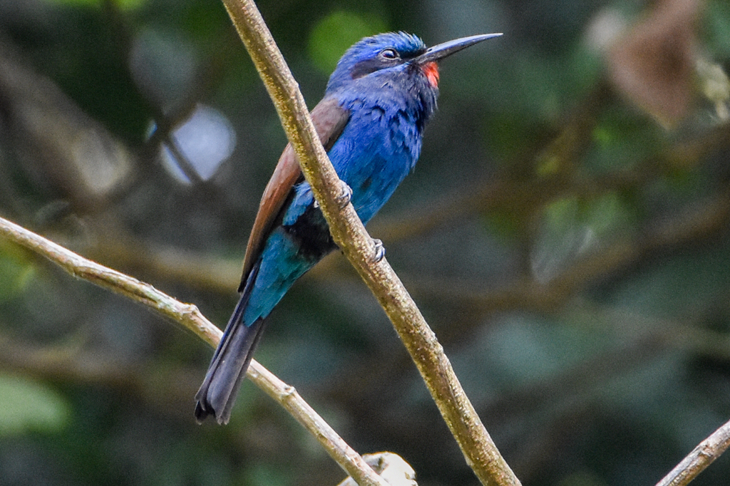 Blue-Moustached Bee-Eater