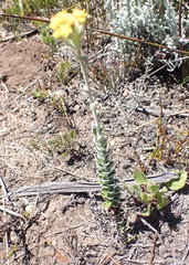 Senecio pauciflosculosus
