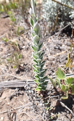 Senecio pauciflosculosus
