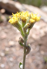 Senecio pauciflosculosus