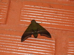 Oryba achemenides