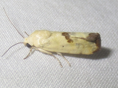 Ponometia tortricina