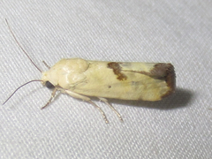 Ponometia tortricina