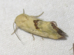 Ponometia tortricina