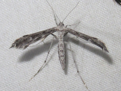 Hellinsia inquinatus