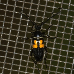 Typocerus lunulatus