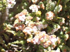 Erica oreotragus