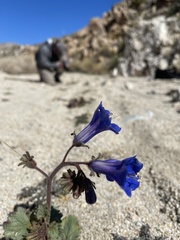 Phacelia campanularia vasiformis