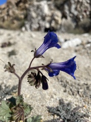 Phacelia campanularia vasiformis
