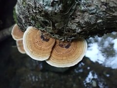 Trametes tenuis