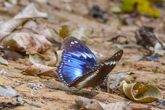 Hypolimnas salmacis salmacis