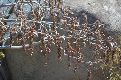 Hymenodictyon orixense