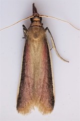 Peoria approximella