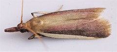 Peoria approximella