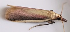 Peoria approximella