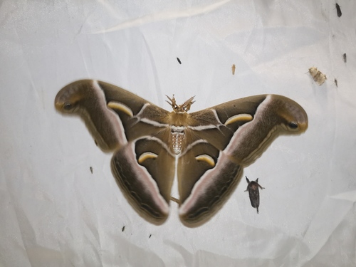 Ailanthus Silkmoth