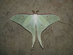 Actias artemis