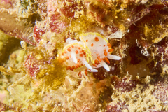 Diaphorodoris papillata