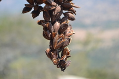 Hymenodictyon orixense