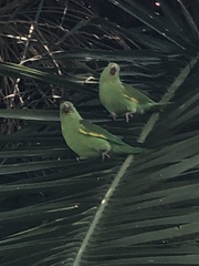 Brotogeris chiriri