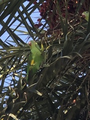 Brotogeris chiriri