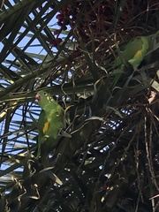 Brotogeris chiriri