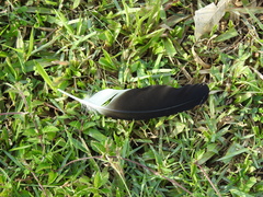 Vanellus chilensis