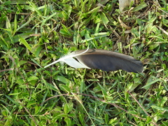 Vanellus chilensis
