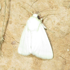 Schinia citrinellus