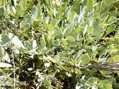 Rafnia racemosa