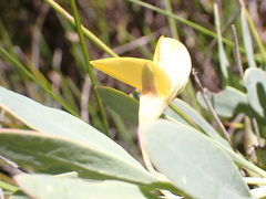 Rafnia racemosa