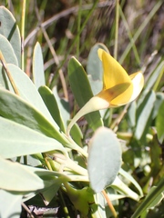 Rafnia racemosa