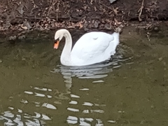 Cygnus olor