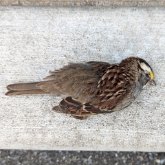 Zonotrichia albicollis