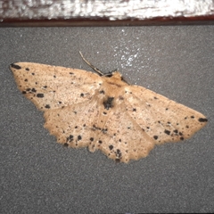 Isochromodes bellona