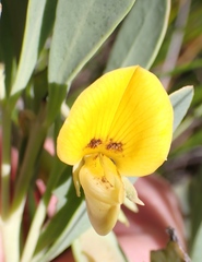 Rafnia racemosa