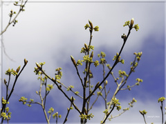 Lindera erythrocarpa