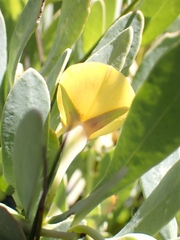 Rafnia racemosa